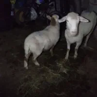 گوسفند ماده با یک بره