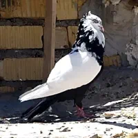 کبوتر کفتر پرنده