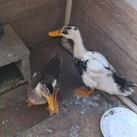 اردک ۳ماهه