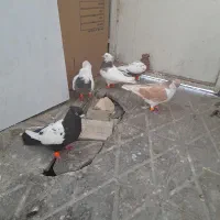 کبوتر طوقی ساده زردسینه سیاه وسینه زرد