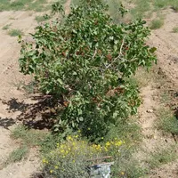 فروش زمین ۲هکتار پسته