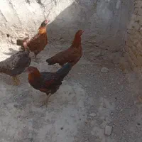 جوجه مرغ