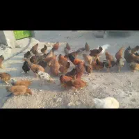 مرغ و خروس گلپایگانی