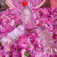 گلاب تازه طبیعی