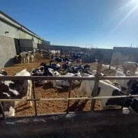 گوساله قطع شیر شیرگاو خورده۱۰۰عدد