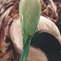 طوطی ملنگو