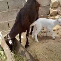 بز پاکستانی