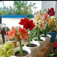 استخدام باغبان
