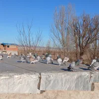 دوبر بالاسی پلاک دار