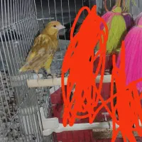 قناری زیتونی فروش فوری با قفس