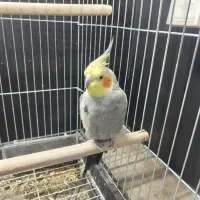 عروس هلندی نر
