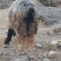 فروش قوچ لریاصل