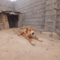 سگ خراسانی توله ۹ماه