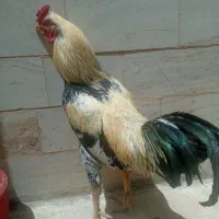 مرغ و خروس لاری تخمگذار