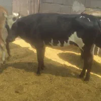 چهار راس گاو