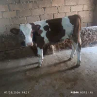 گاو و گوساله