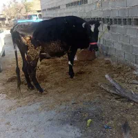 گاو ابستن دوقلو