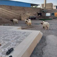بره نره