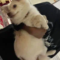 سگ.