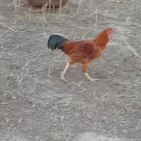 خروس دورگ