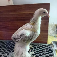 جوجه برهما قول پیکر