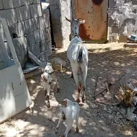 فروش بز دوکهری یک کهر نر ویک ماده بز جوان