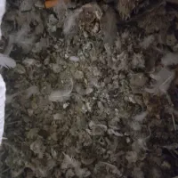 زل کبوتر یا چلغوز
