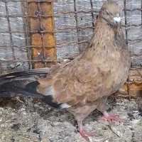 کبوتر همه نوع موجود