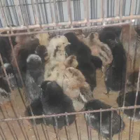 جوجه کوردی اصل