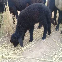 بره شیری