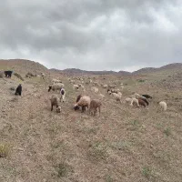 چوپان