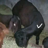 بره نر افشاری درشت