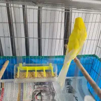 قناری رسمی بلند