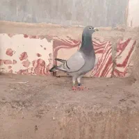 سبز پلاکی 650تا نشسته