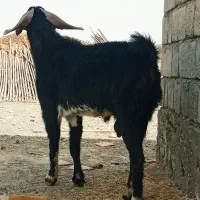 نریگ ۴ ساله سنگین برای قربانی