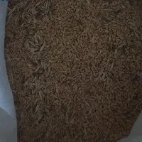 گندم|عمدهفروشی|سملقان, |دیوار