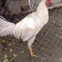 خروس|حیوانات مزرعه|میناب, |دیوار