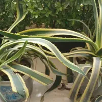 گل آگاو