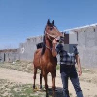 مادیان سواری دار