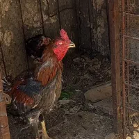خروس لاری