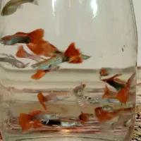 ماهی گوپی