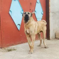 توله ۱۲ماهه