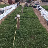 نهال گوجه فرنگی