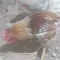 جوجه خروس