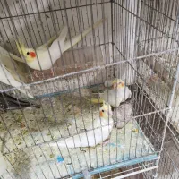 عروس هلندی پرورش سالنی