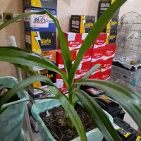 باتری سپاهان