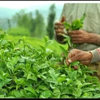 چای لاهیجان