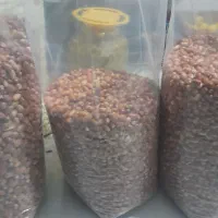 سنجد فقط فقط ۱۰۰هزار