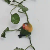 طوطی برزیلی
