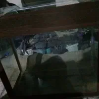آکواریوم